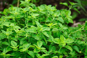 Spices & Herbs That Punch