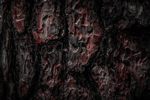 Woods & Earth That Ground